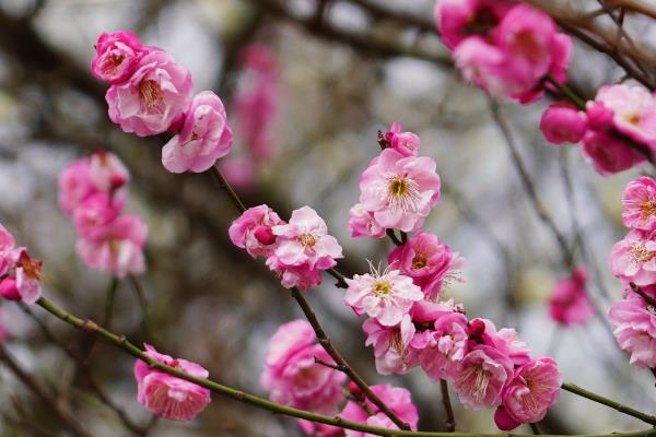 梅花什么时候开花，花期在每年的2-3月份