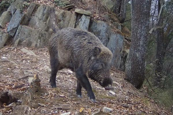 野猪下山有什么规律，常在早晨、黄昏外出活动觅食