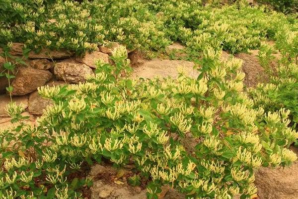 金银花是不是被子植物，属于被子植物也是多年生草本植物