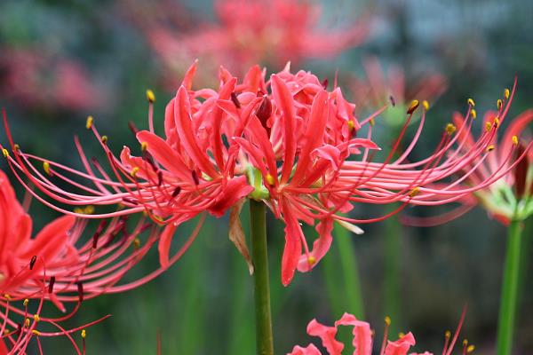 哪些花有负面的花语，天仙子、大王花等品种具有负面含义