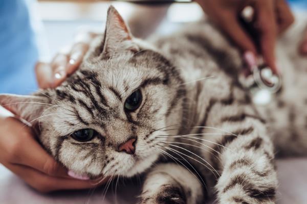 猫咪肾不好有什么注意事项，不能饲喂偏酸、含磷量较多的食物