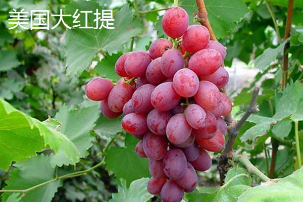 红提的价格，一斤需要10-12元左右