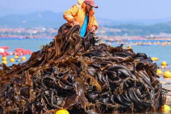 荣成海带批发市场的位置，在威海市当地的沿海一带