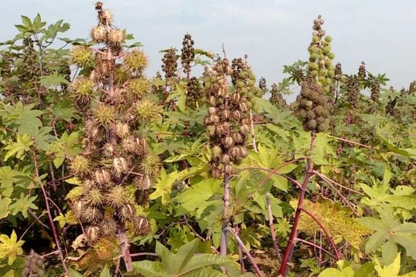 种植蓖麻的效益，每亩地的净利润为2900元左右