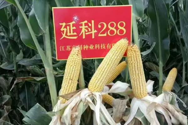 延科288玉米种简介，西南春玉米区出苗至成熟112天