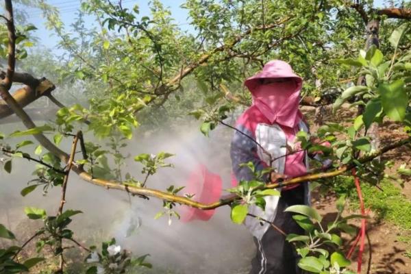 春季果树微肥增施的几大措施，选择在晴朗无风的天气喷洒微量元素