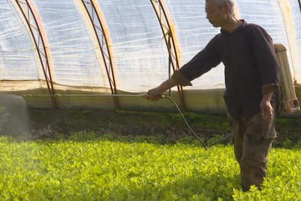 蔬菜缺钙症状，表现为顶芽、根毛等生长停滞等