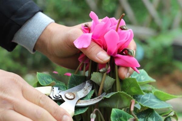 仙客来上面出现红蜘蛛怎么办，定期喷施高效低毒的药物可以有效除虫