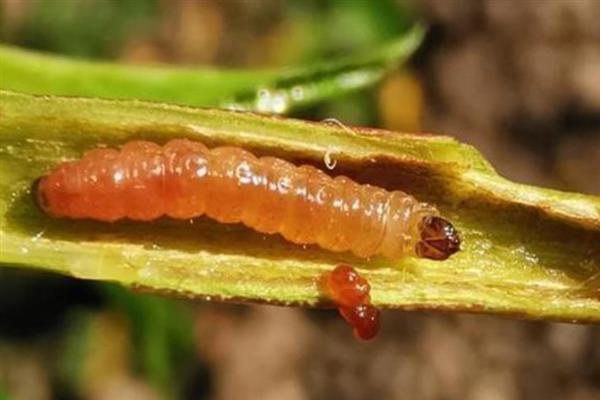 怎么防治果树食心虫，幼虫出土盛期喷药效果较好