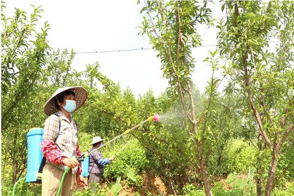 怎么防治果树食心虫，幼虫出土盛期喷药效果较好