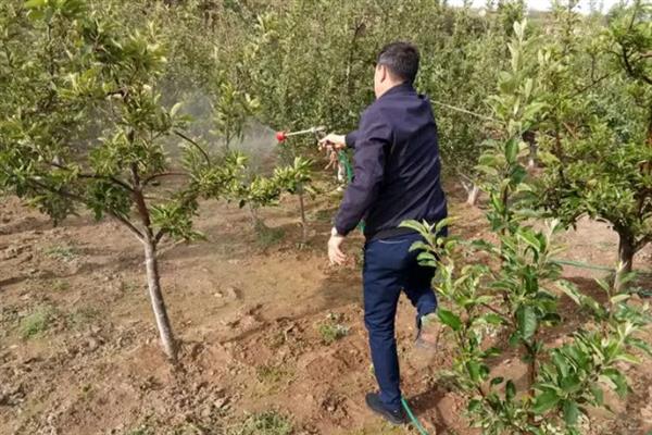 怎么防治果树食心虫，幼虫出土盛期喷药效果较好