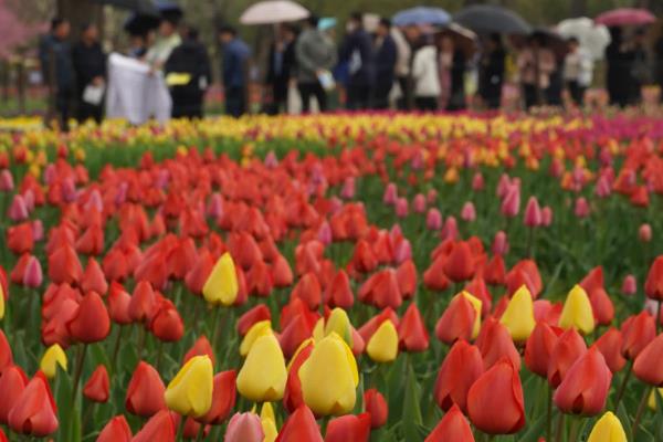 郁金香代表的意义，寓意幸福、神圣的意义