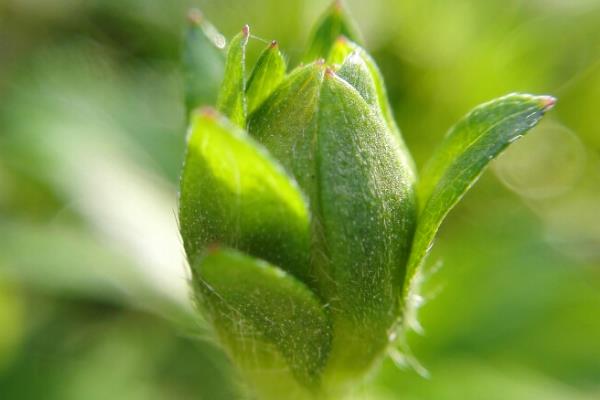 如何修剪雏菊，在生长前期要将植株顶端的幼芽剪除