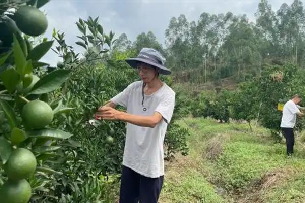 沃柑的种植管理方法,果实成熟期要注意控制水分