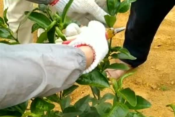 沃柑的种植管理方法,果实成熟期要注意控制水分