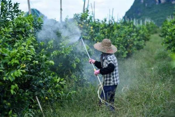 沃柑的种植管理方法,果实成熟期要注意控制水分