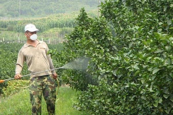 沃柑的种植管理方法,果实成熟期要注意控制水分