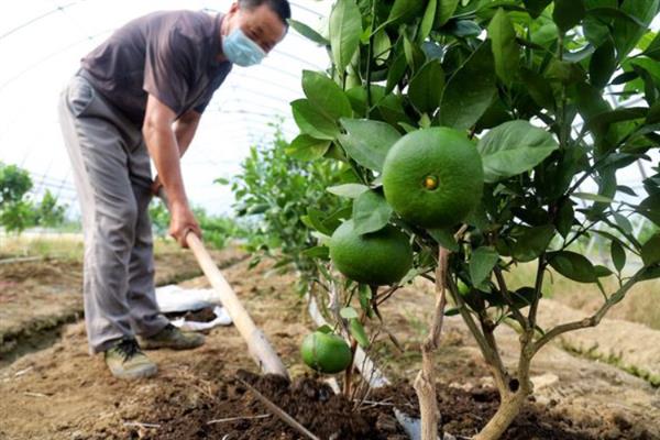 沃柑的种植管理方法,果实成熟期要注意控制水分