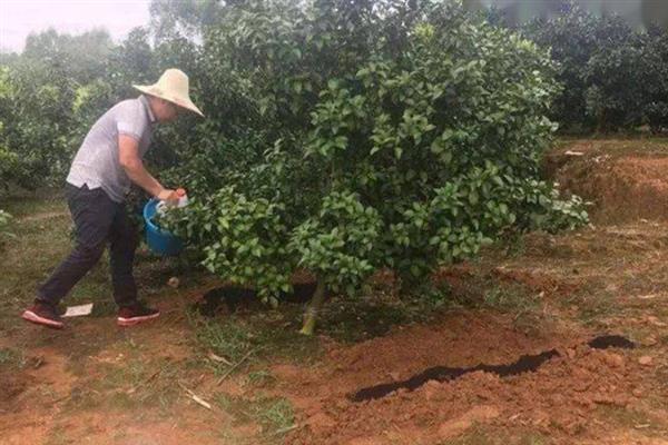 沃柑的种植管理方法,果实成熟期要注意控制水分