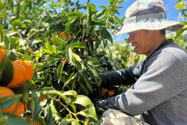 沃柑的种植管理方法,果实成熟期要注意控制水分