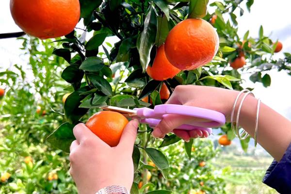 沃柑的种植管理方法,果实成熟期要注意控制水分