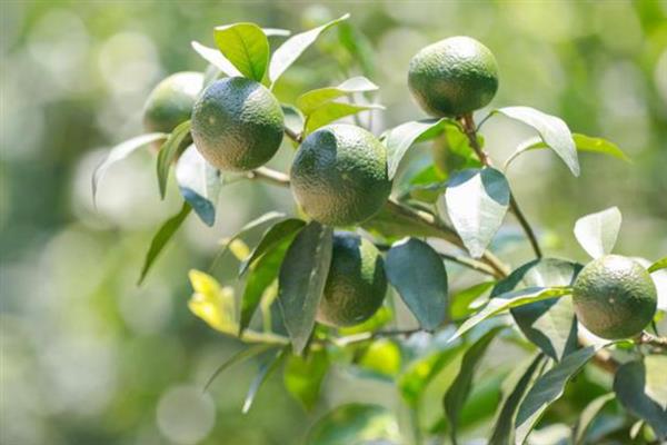 沃柑的种植管理方法,果实成熟期要注意控制水分