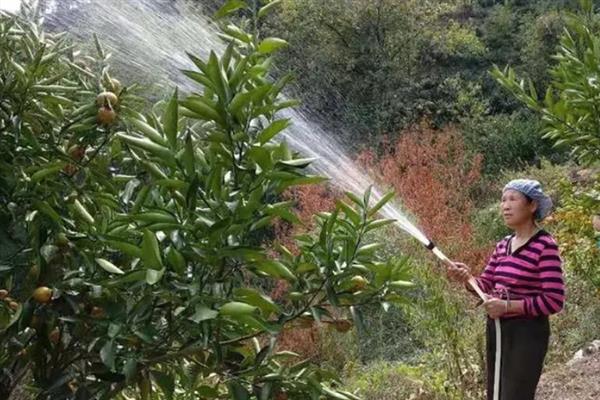沃柑的种植管理方法,果实成熟期要注意控制水分
