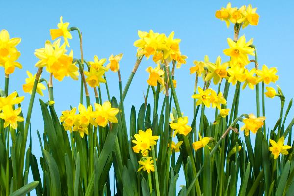 水仙花在什么季节开，一般在春节前后开花