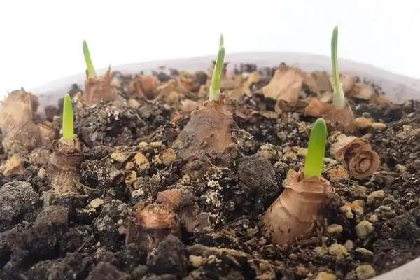 水仙花在什么季节开，一般在春节前后开花