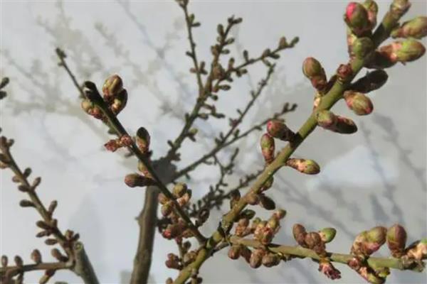 腊梅花的家庭养殖方法，浇水遵循不干不浇浇则浇透的原则