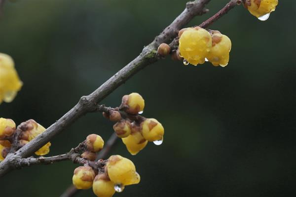 腊梅花的家庭养殖方法，浇水遵循不干不浇浇则浇透的原则