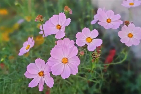 秋英花是格桑花吗，秋英花不是格桑花