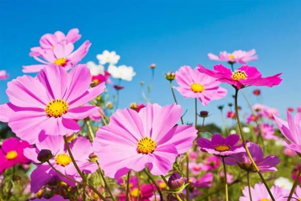 秋英花是格桑花吗，秋英花不是格桑花