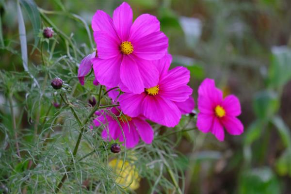 秋英花是格桑花吗，秋英花不是格桑花