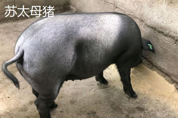 苏太母猪适合配什么公猪，可以配长白公猪、杜洛克、约克夏等