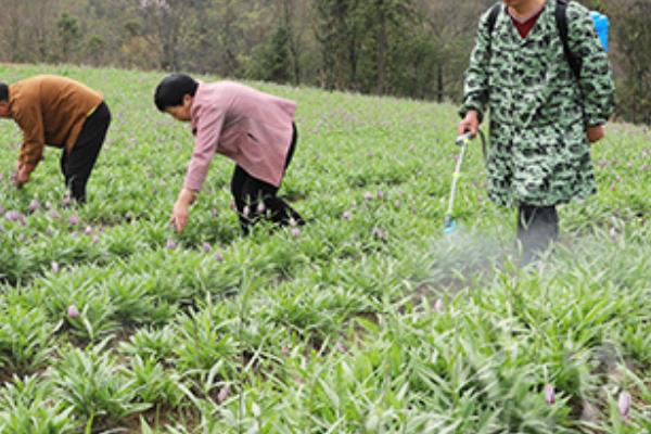 霜霉病的防治方法，播种前可用甲霜灵拌种