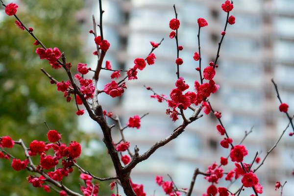 梅花是冬天开吗，通常会在每年冬季2-3月开放