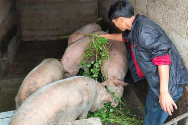 母猪吃什么奶水会变多，可喂食黄瓜、黄豆、韭菜等