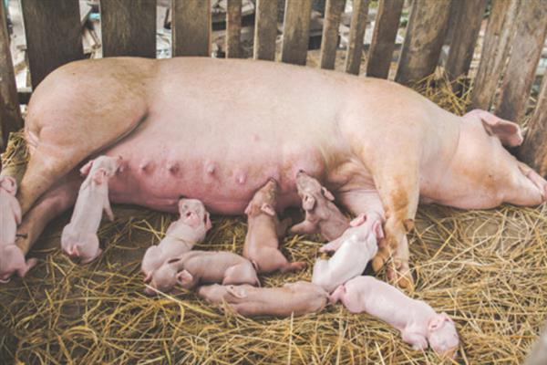 母猪吃什么奶水会变多，可喂食黄瓜、黄豆、韭菜等