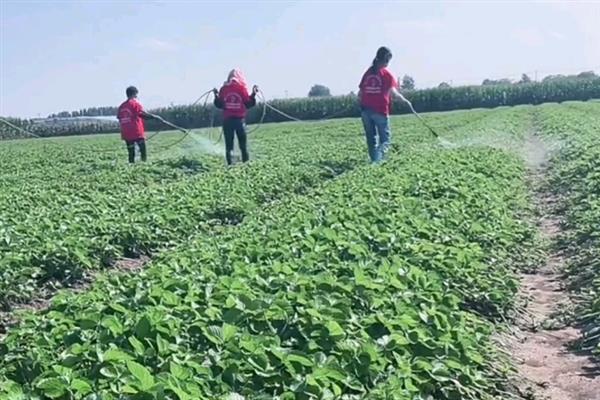 种植一亩大棚草莓的成本是多少，种苗成本为 4000元左右