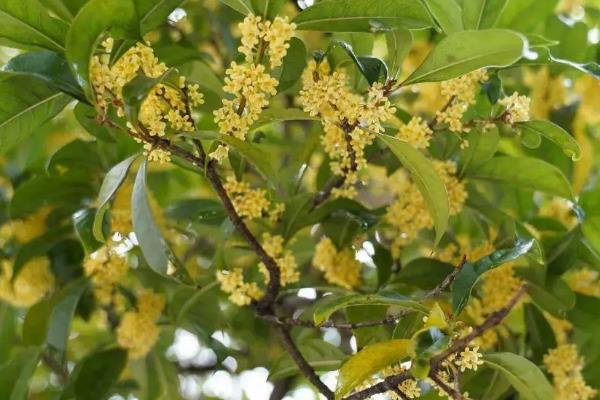 桂花的开花时间，一般为9-10月份