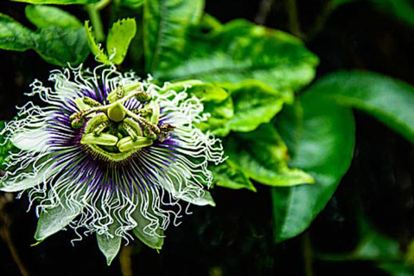 百香果花的花语，寓意憧憬、阳光热情等