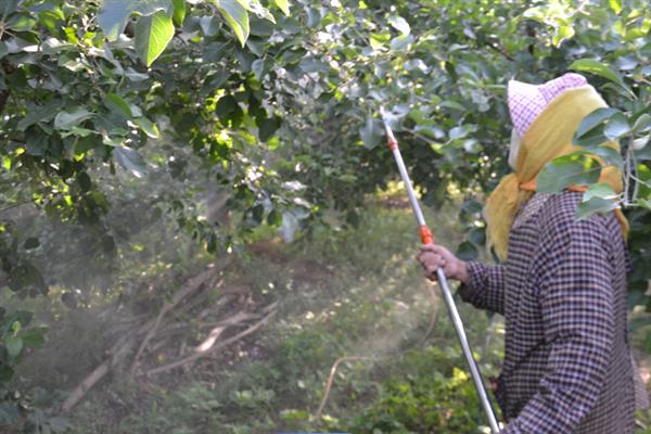 晚熟苹果怎么管理，9-10月份要深翻土壤