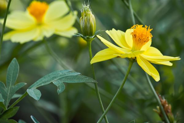 黄色雏菊的花语，寓意和平、希望和温暖