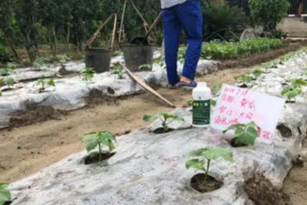 大棚茄子的栽培管理方法，浇水次数要尽可能少