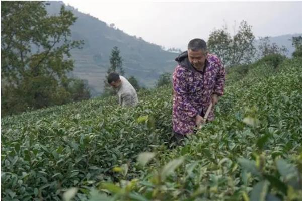 春茶如何提早发芽，可以在2月底修剪多余的枝芽