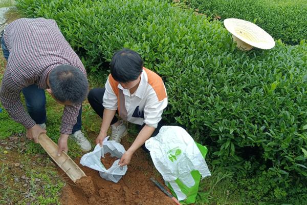 春茶如何提早发芽，可以在2月底修剪多余的枝芽