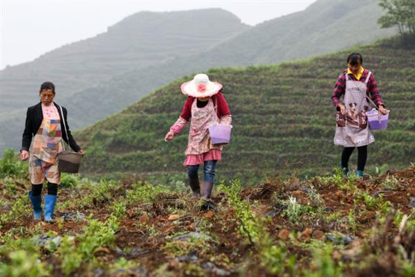 春茶如何提早发芽，可以在2月底修剪多余的枝芽