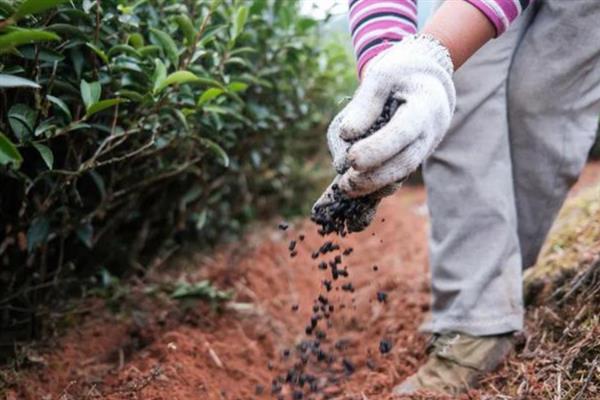 春茶如何提早发芽，可以在2月底修剪多余的枝芽