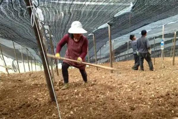 三七怎么施肥，出苗初期追施2-3次草木灰